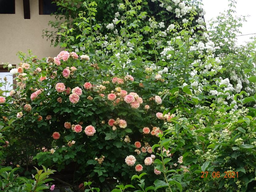  - Trandafiri 2021 -C