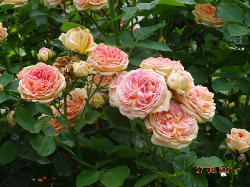 - Trandafiri 2021 -C