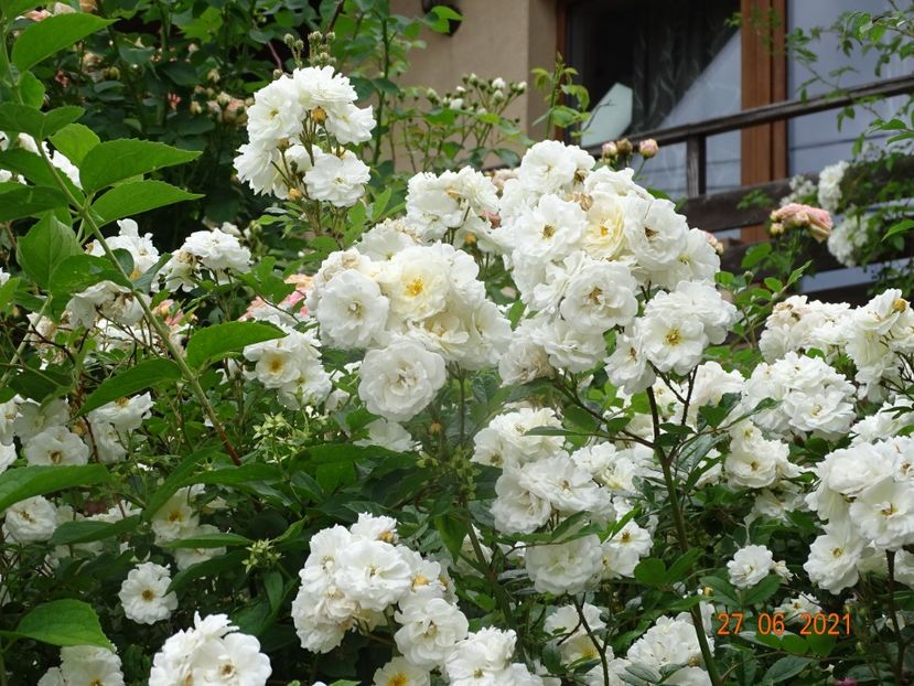  - Trandafiri 2021 -C