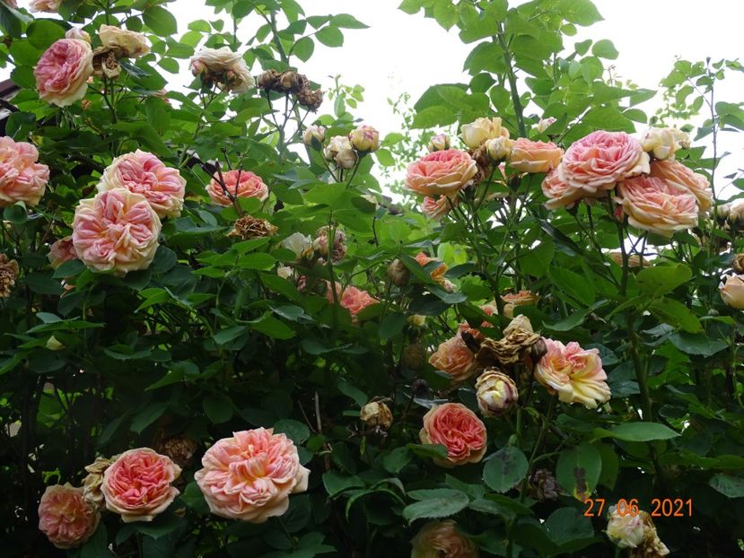  - Trandafiri 2021 -C