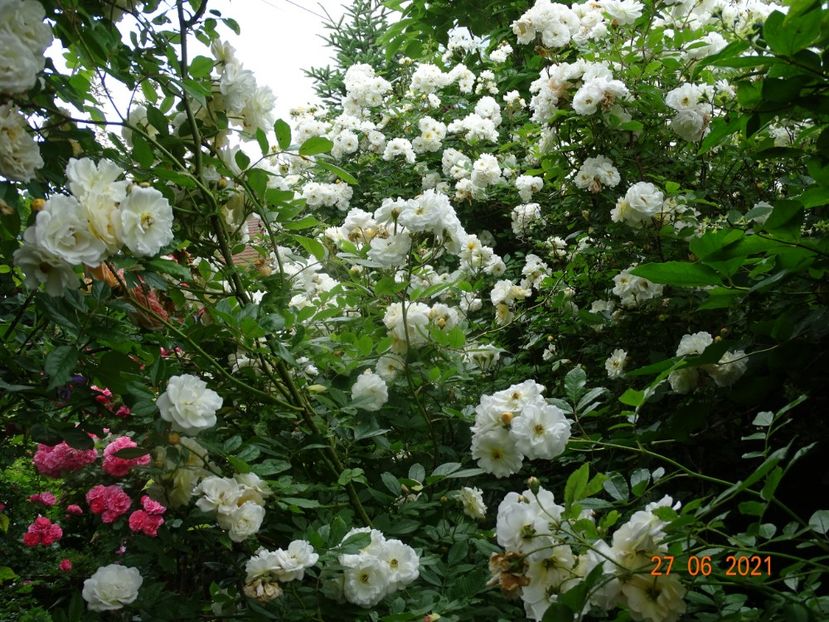  - Trandafiri 2021 -C