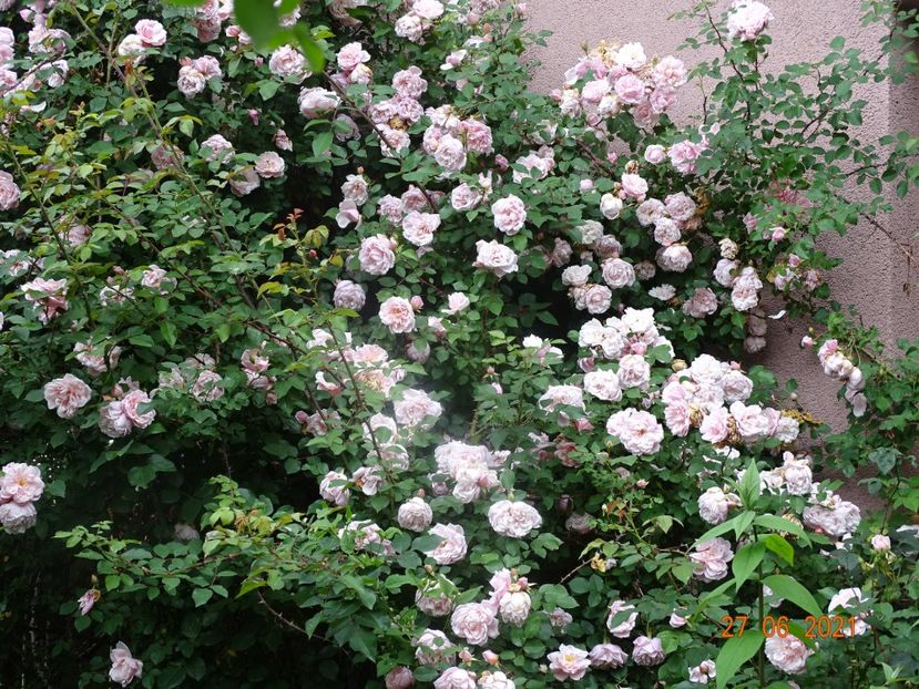  - Trandafiri 2021 -C