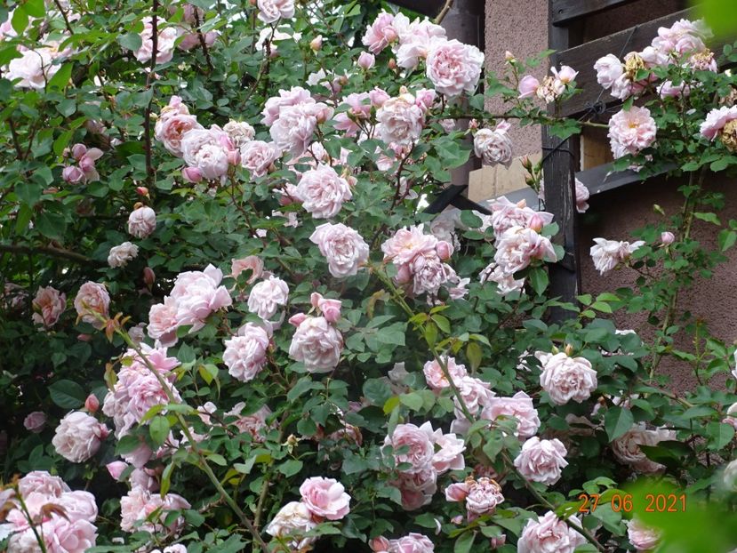  - Trandafiri 2021 -C