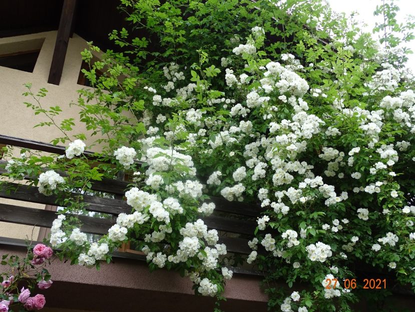  - Trandafiri 2021 -C