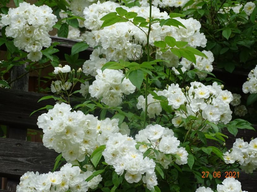  - Trandafiri 2021 -C