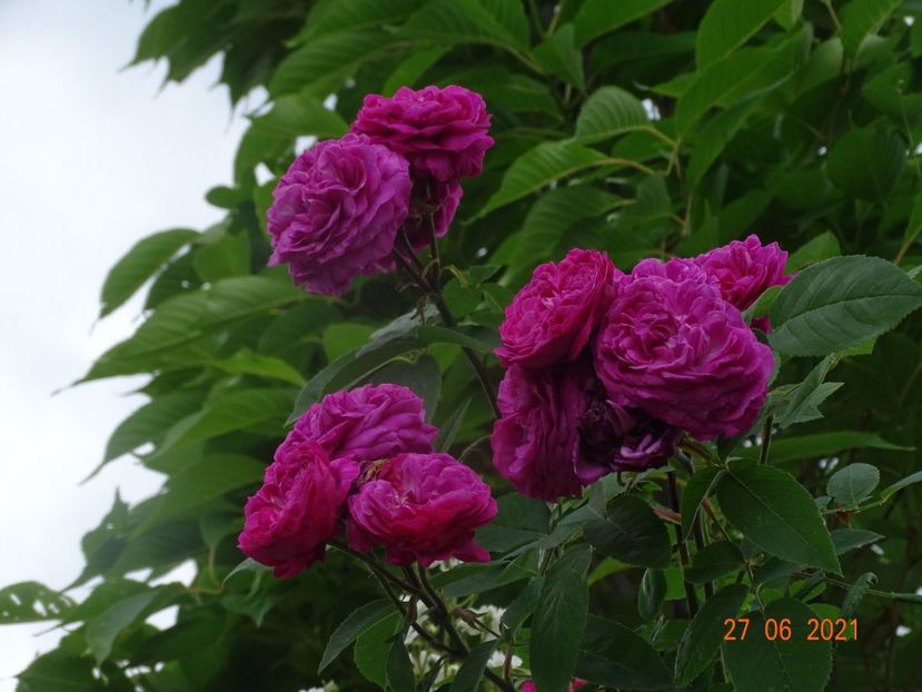  - Trandafiri 2021 -C