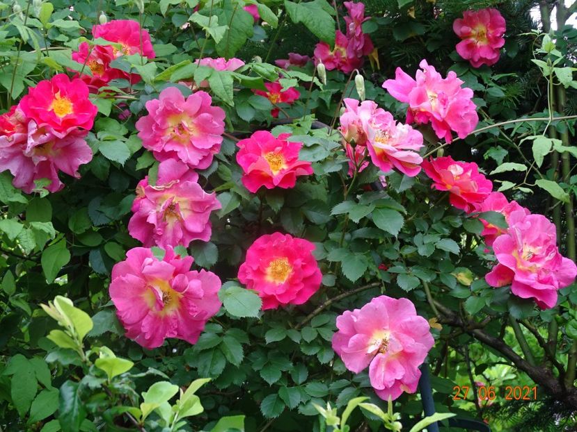 - Trandafiri 2021 -C