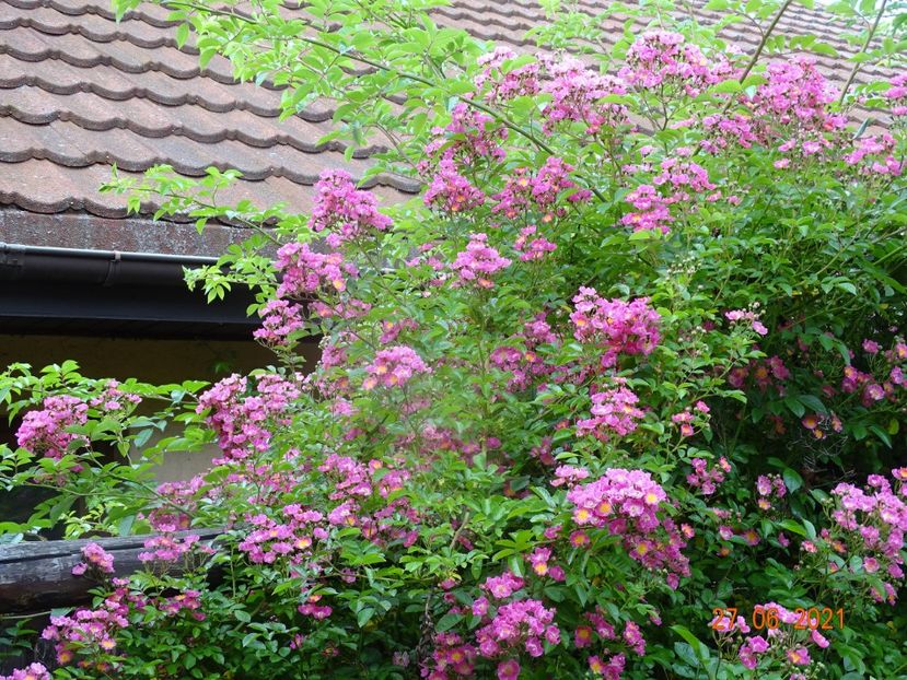  - Trandafiri 2021 -C