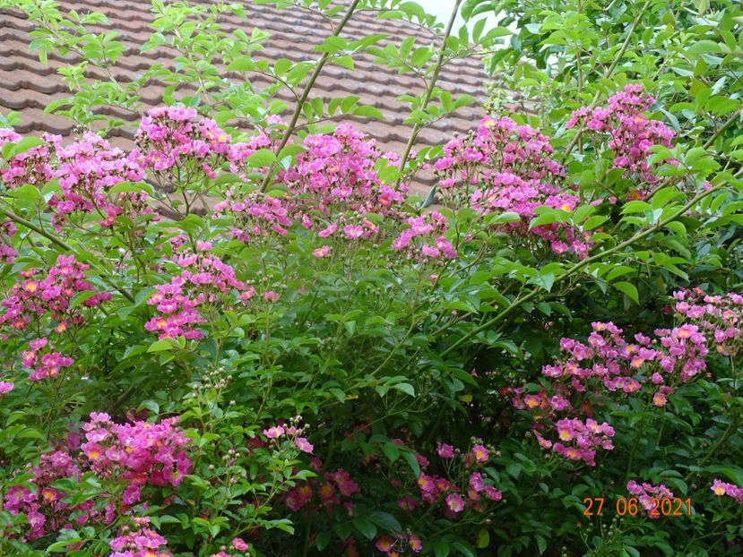  - Trandafiri 2021 -C