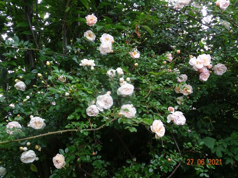  - Trandafiri 2021 -C