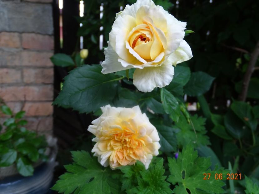  - Trandafiri 2021 -C