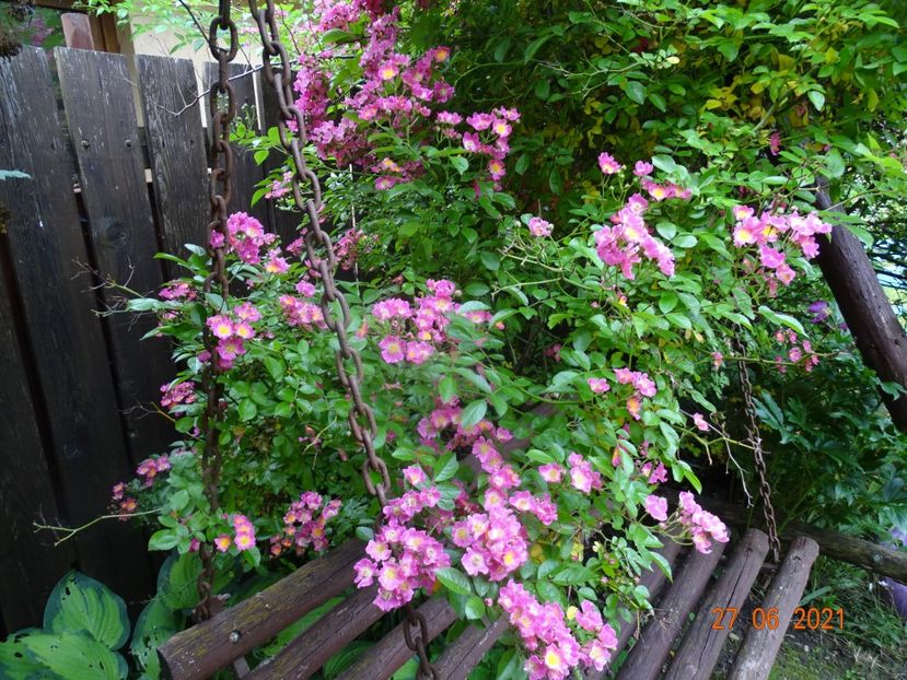  - Trandafiri 2021 -C