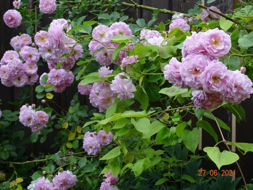  - Trandafiri 2021 -C