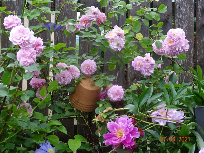  - Trandafiri 2021 -C