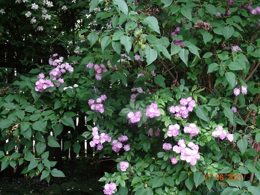  - Trandafiri 2021 -C