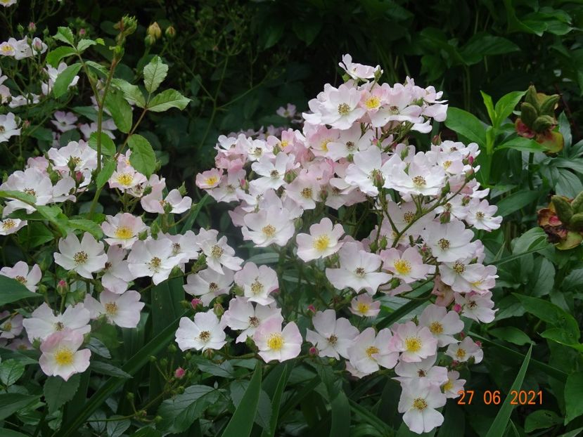  - Trandafiri 2021 -C