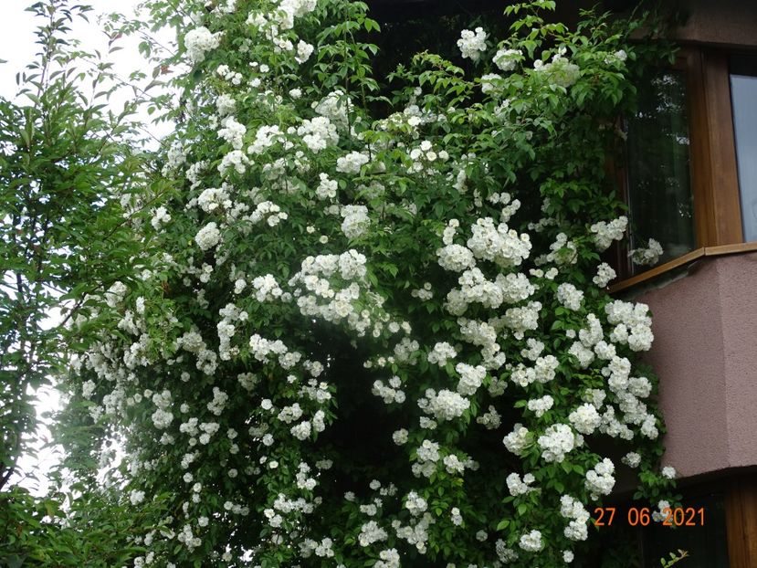  - Trandafiri 2021 -C