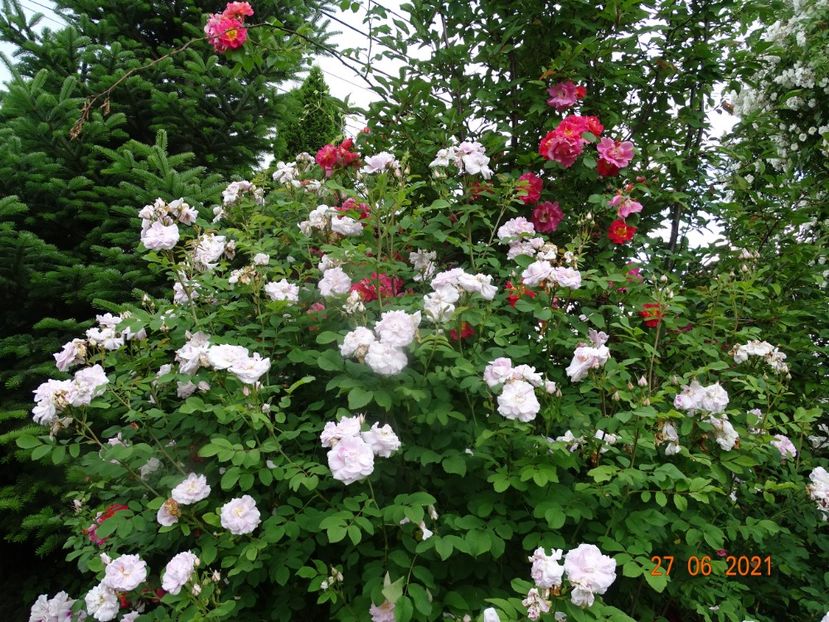  - Trandafiri 2021 -C