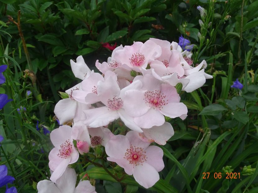  - Trandafiri 2021 -C