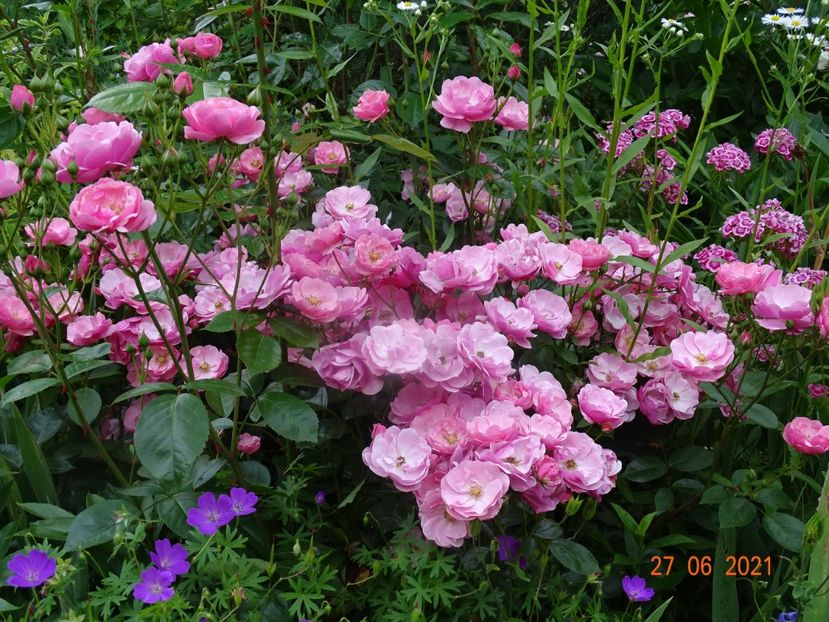  - Trandafiri 2021 -C