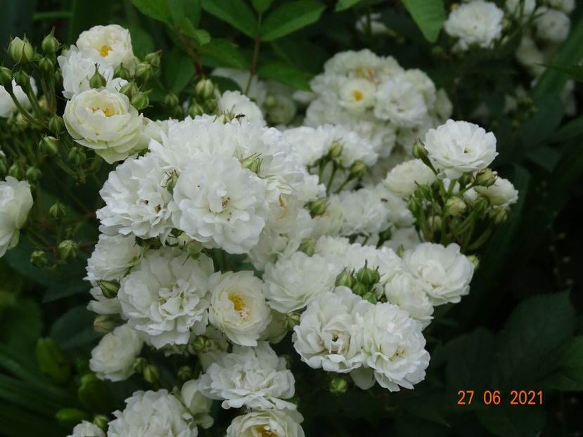  - Trandafiri 2021 -C