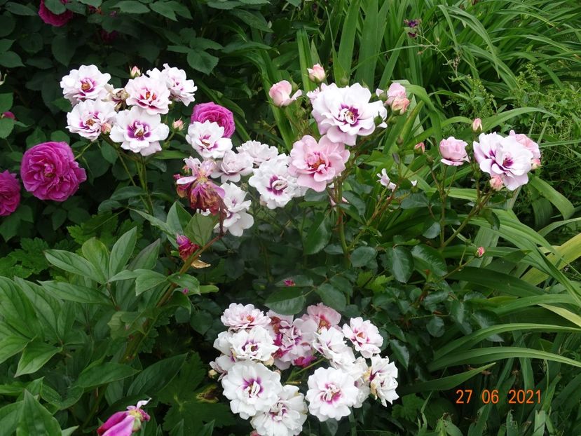  - Trandafiri 2021 -C