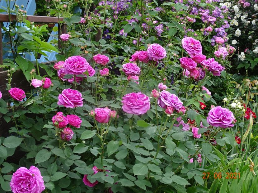  - Trandafiri 2021 -C