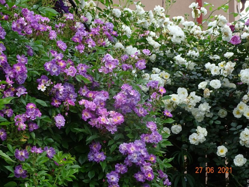  - Trandafiri 2021 -C