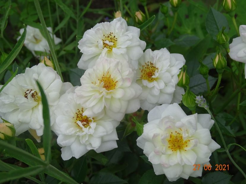  - Trandafiri 2021 -C