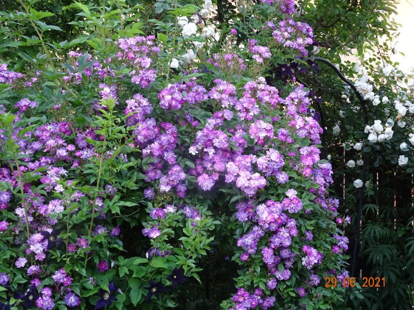  - Trandafiri 2021 -C