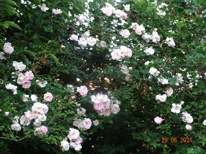  - Trandafiri 2021 -C