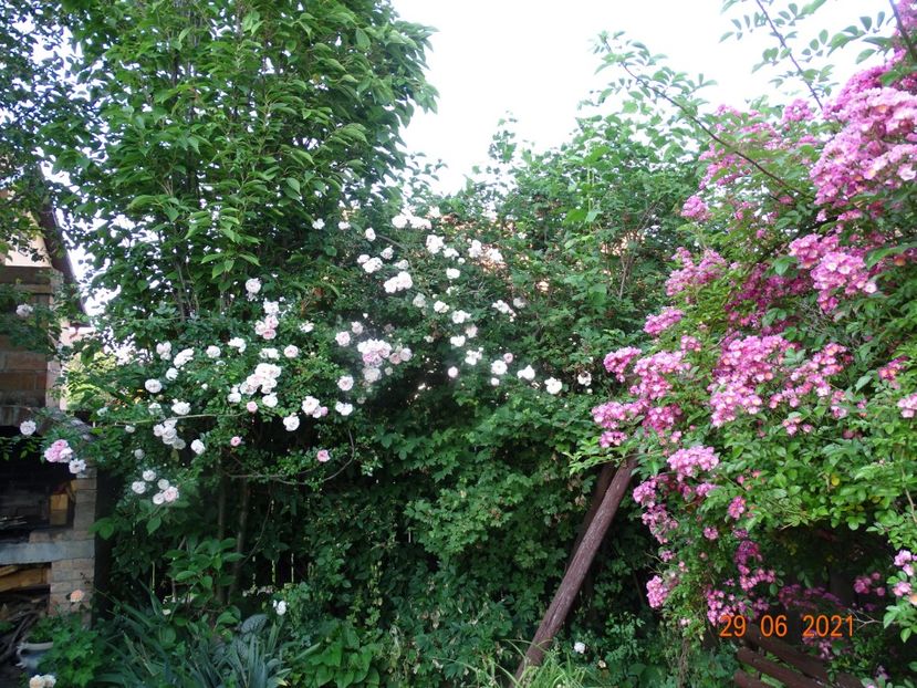  - Trandafiri 2021 -C