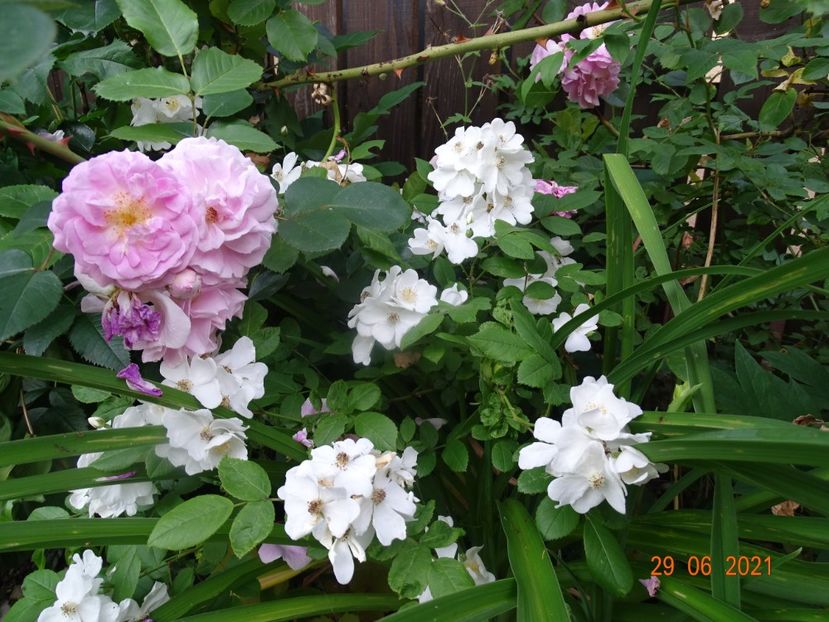  - Trandafiri 2021 -C