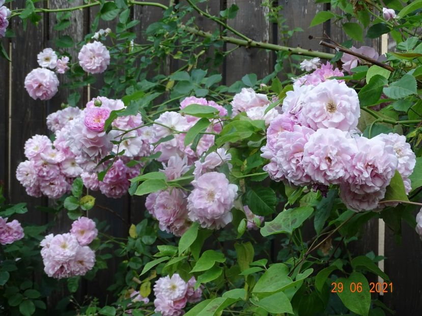  - Trandafiri 2021 -C