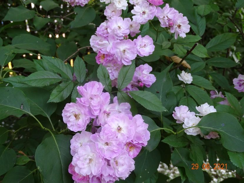  - Trandafiri 2021 -C