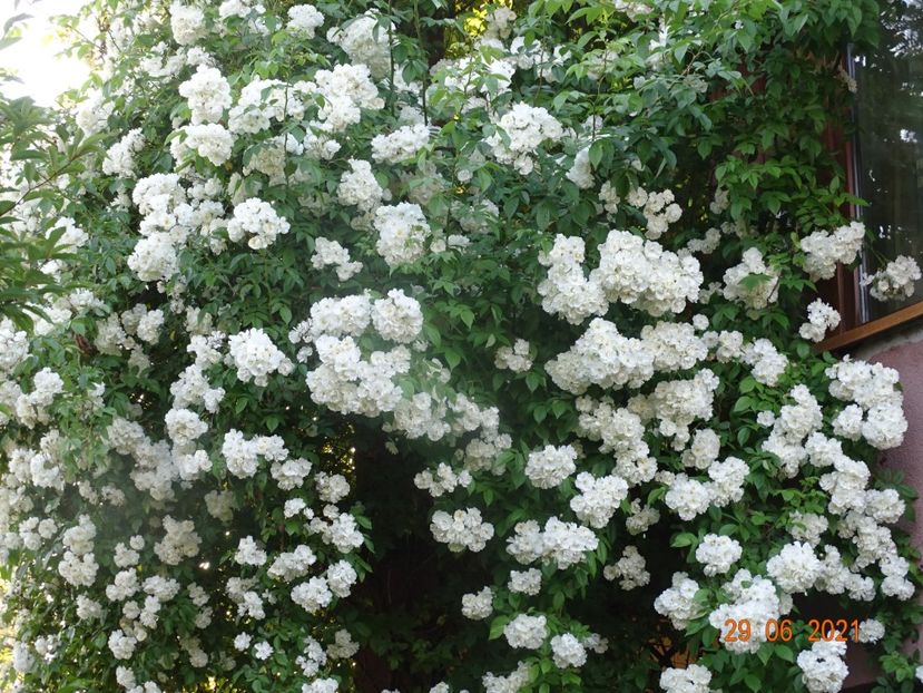  - Trandafiri 2021 -C