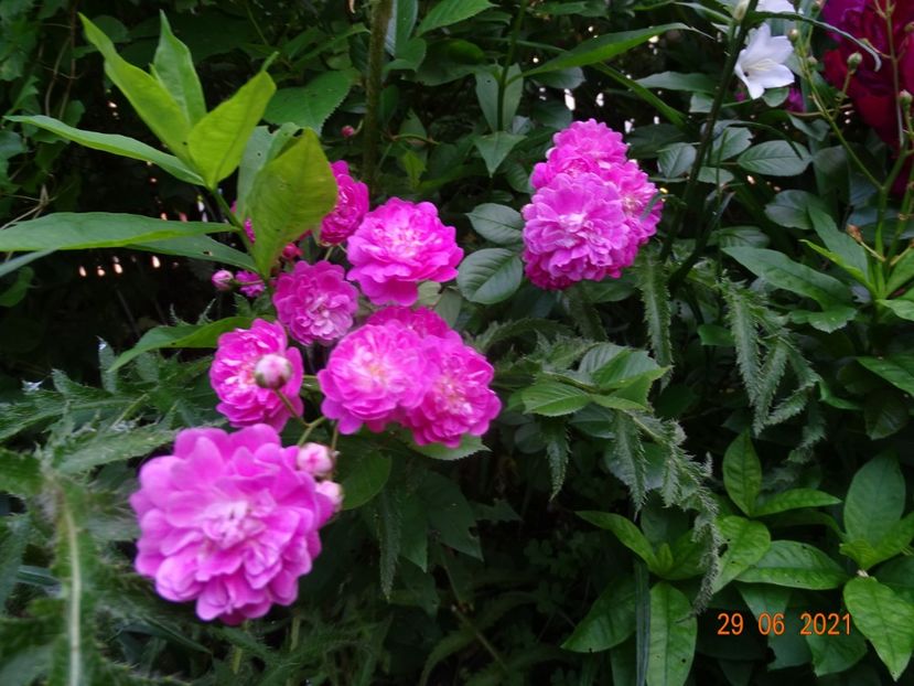  - Trandafiri 2021 -C