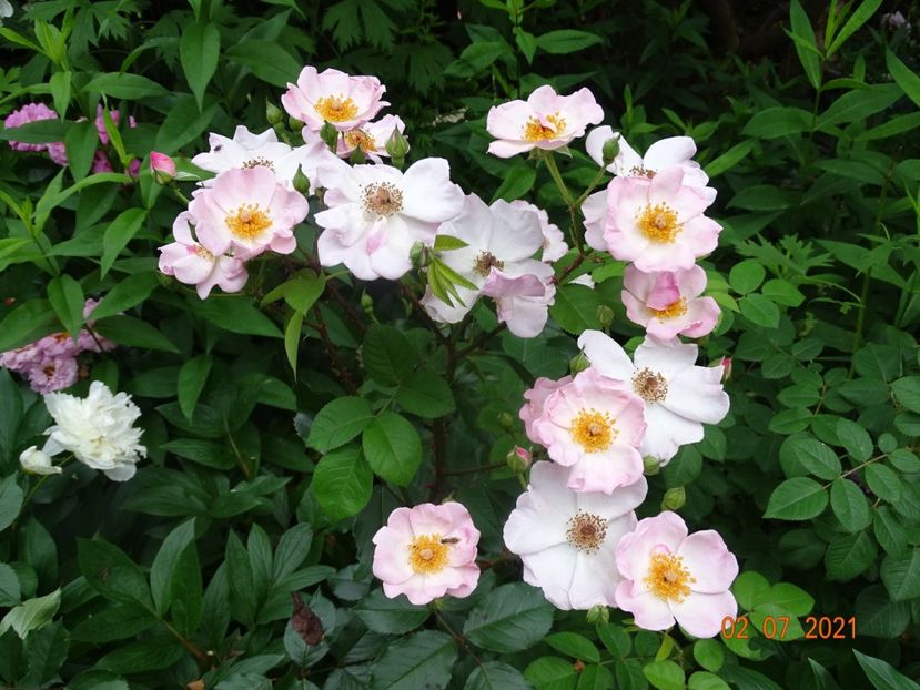  - Trandafiri 2021 -C