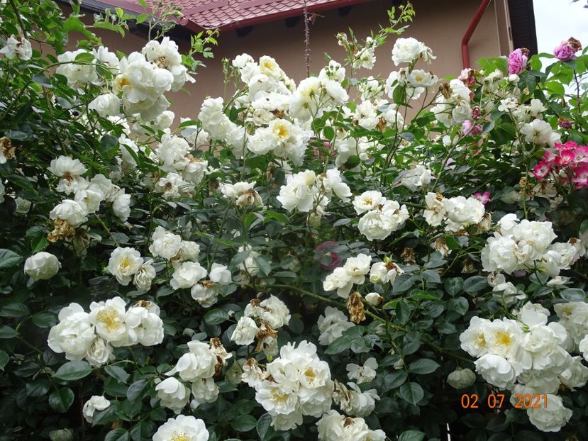  - Trandafiri 2021 -C