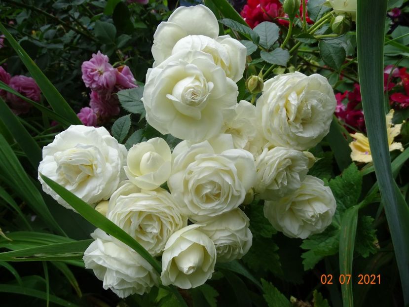  - Trandafiri 2021 -C