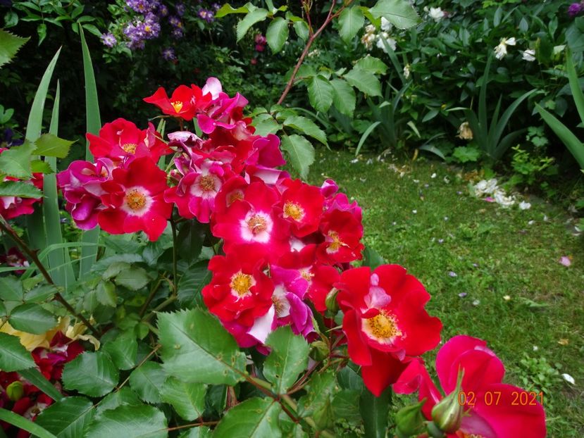  - Trandafiri 2021 -C