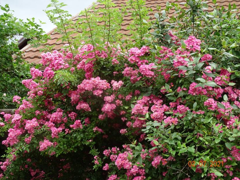  - Trandafiri 2021 -C