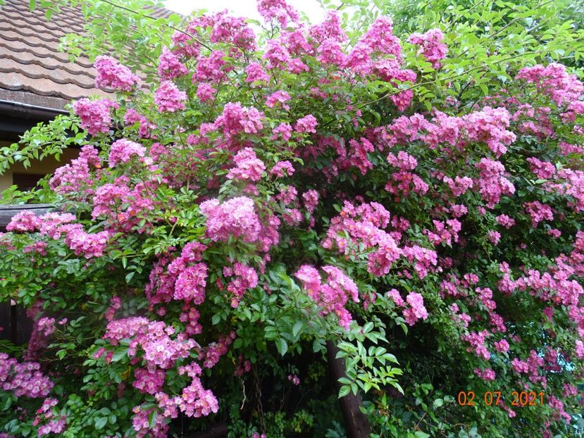  - Trandafiri 2021 -C