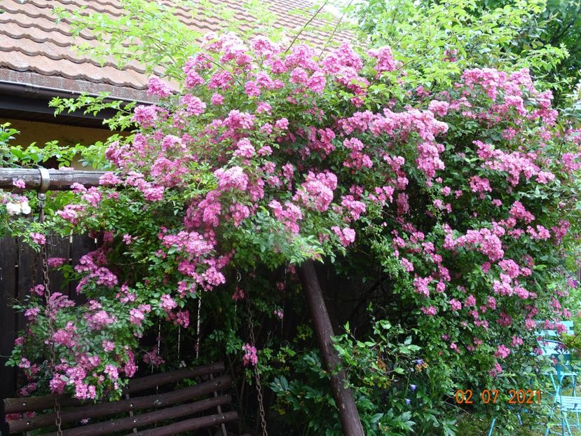  - Trandafiri 2021 -C