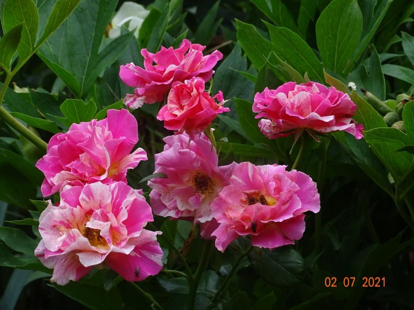  - Trandafiri 2021 -C