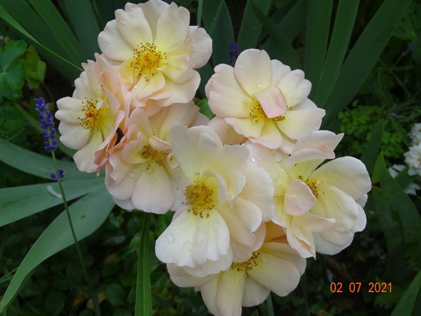  - Trandafiri 2021 -C