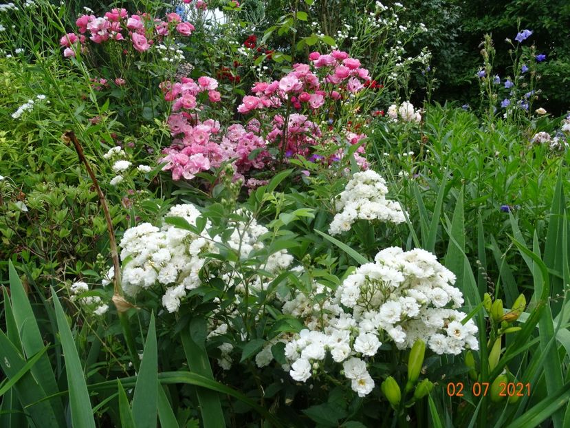  - Trandafiri 2021 -C