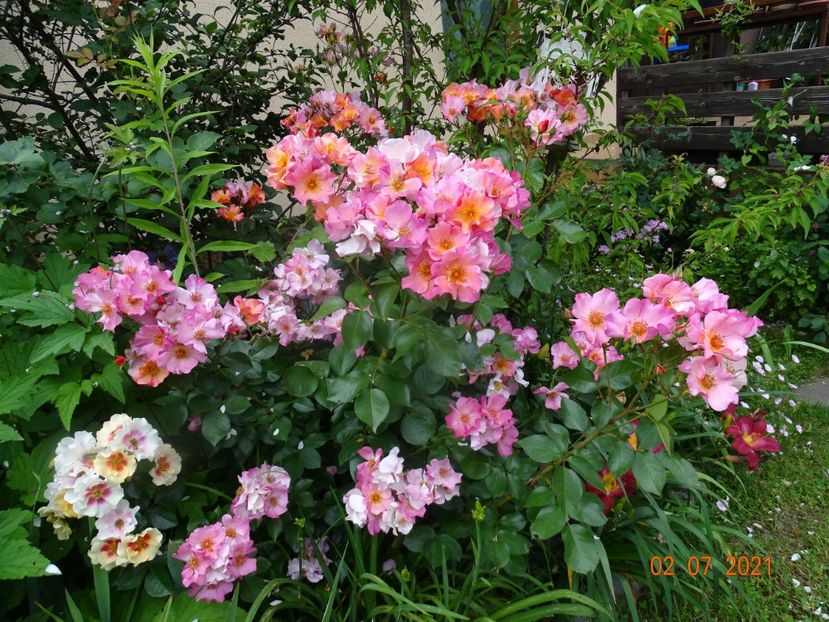  - Trandafiri 2021 -C