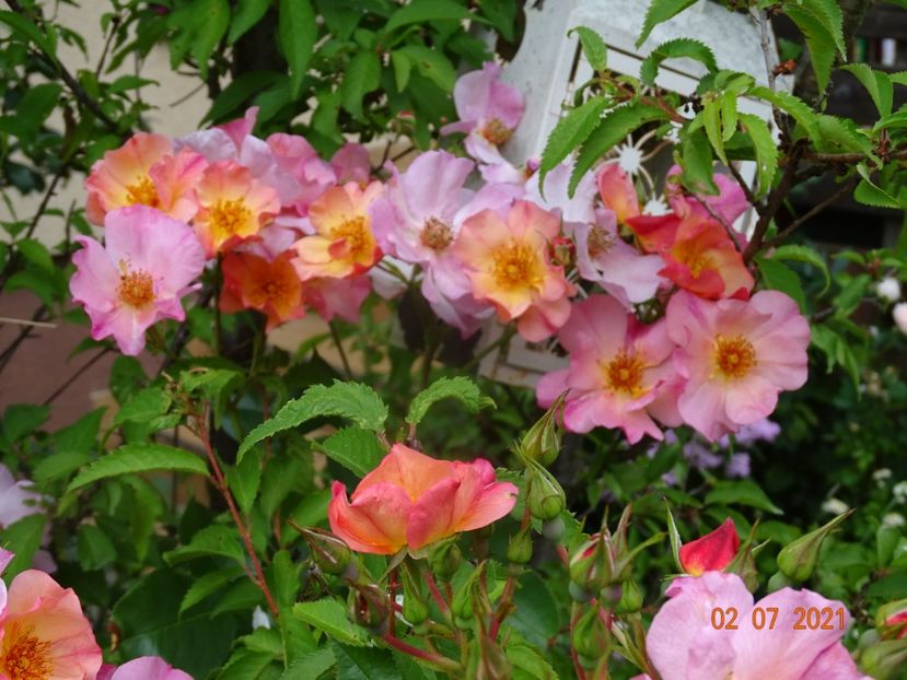  - Trandafiri 2021 -C
