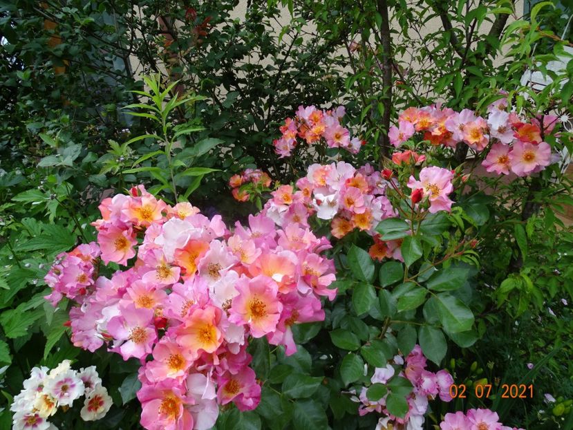  - Trandafiri 2021 -C